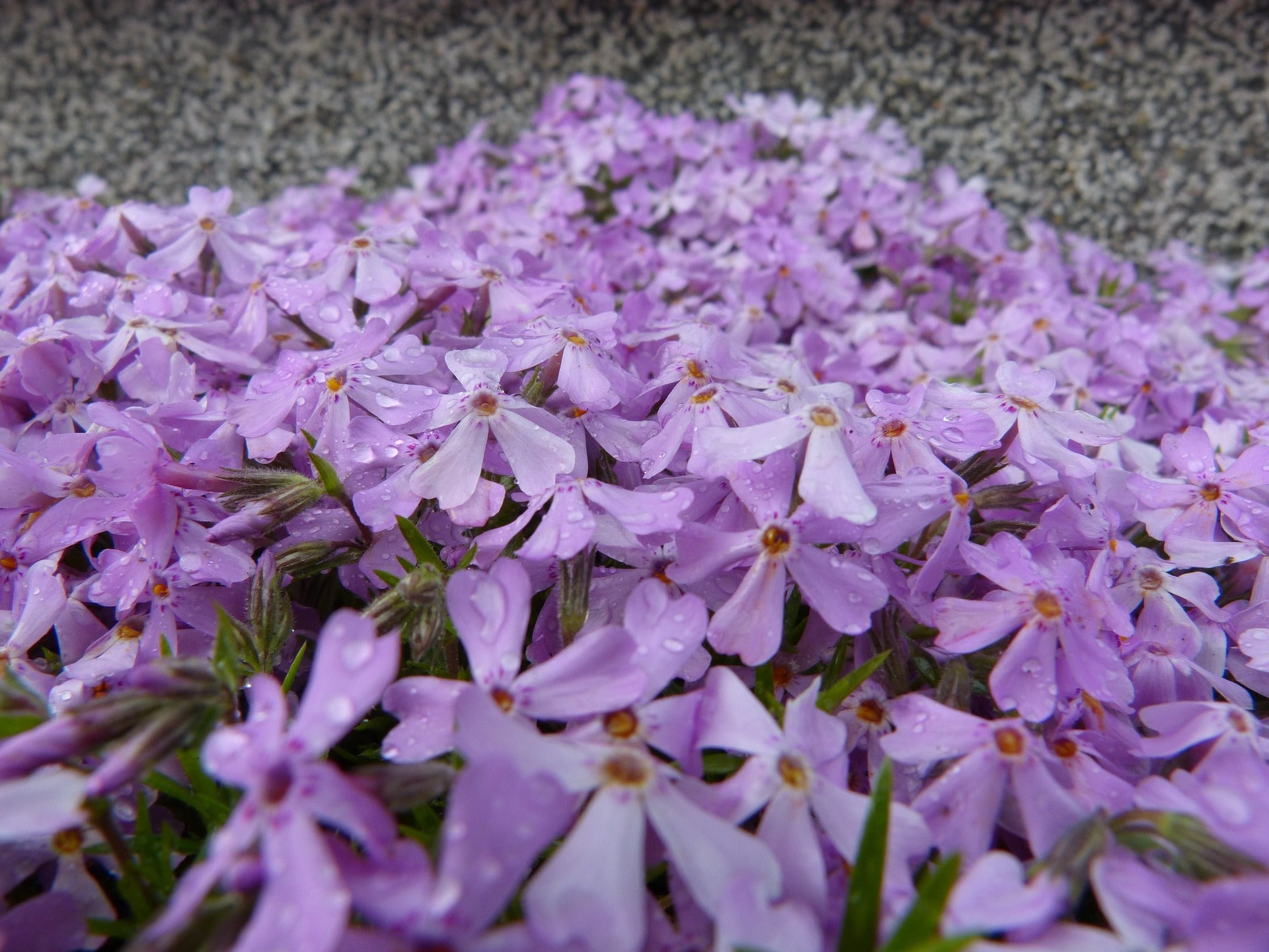 field of purple forget me nots